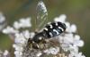 285084 – Photo : Christian Berquer – France (50)